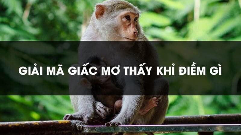 Những giấc mơ thấy khỉ thường gặp sẽ gắn liền với những điềm báo cuộc sống của bạn