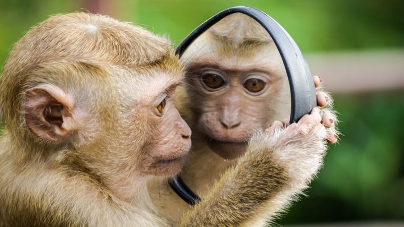 Mơ thấy khỉ và con số may mắn đem lại sự thăng hoa cuộc sống