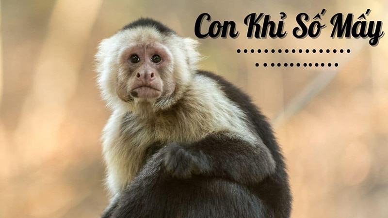 Khỉ trong những nền văn hóa khác nhau sẽ mang nhiều màu sắc tâm linh cụ thể