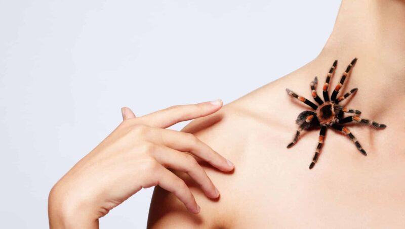 Mơ thấy nhện mang đến nhiều điềm báo khác nhau