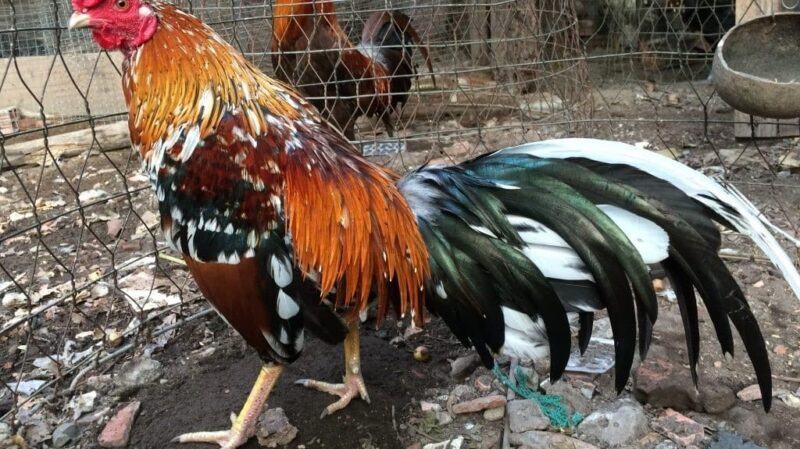 Tại sao cần phải biết cách chọn gà