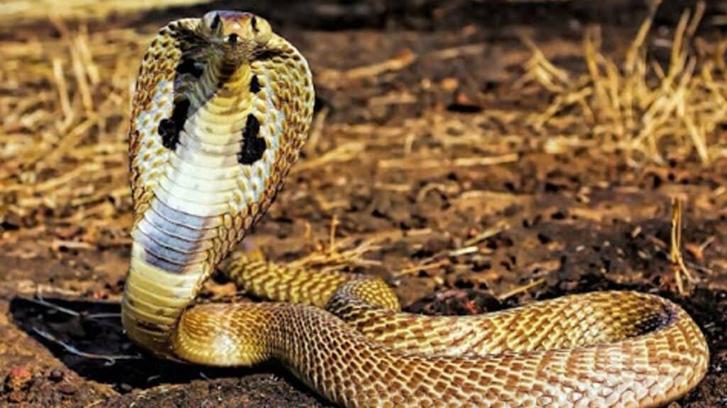 mơ thấy rắn đuổi