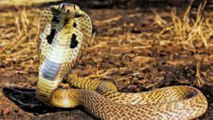 mơ thấy rắn đuổi