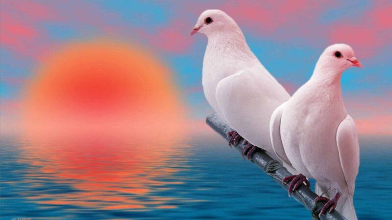 Luận giải điềm báo trong khi nằm mơ thấy chim bồ câu