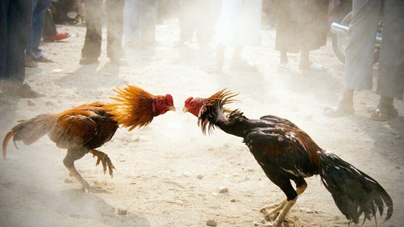 Tìm hiểu đá gà cựa sắt là gì?