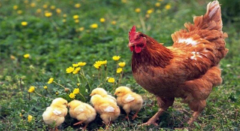 Nằm mơ thấy gà chốt con số mấy thắng đậm