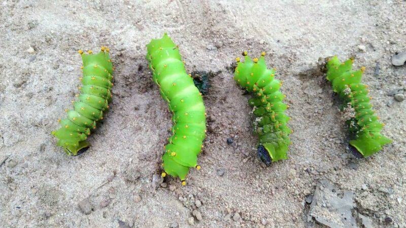 Mơ thấy sâu đánh con gì hợp lý?