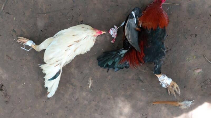 2 hình thức đá gà cựa sắt