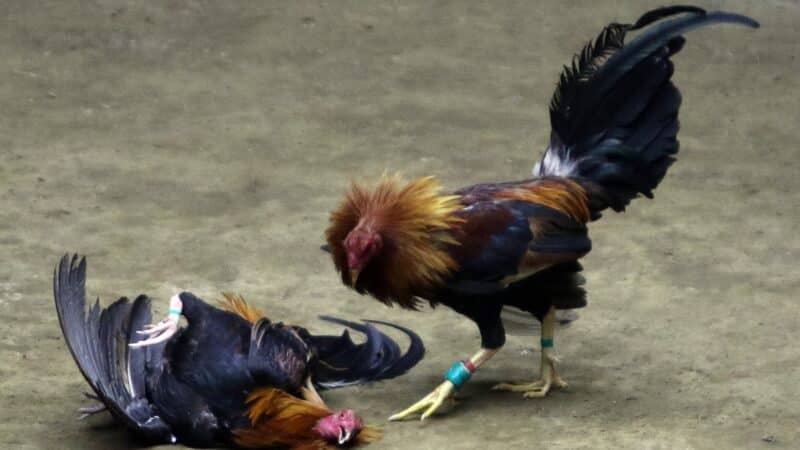 Hướng dẫn tham gia cá cược đá gà cựa sắt trực tuyến