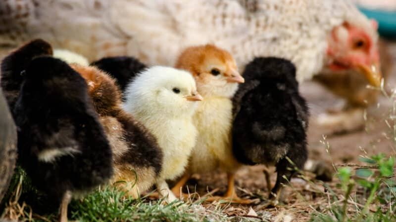 Một số phương pháp chọn gà cần nắm bắt