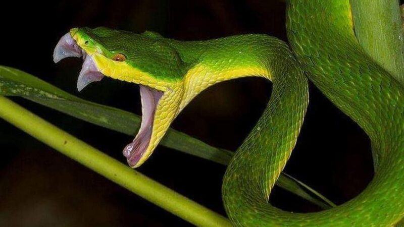 Mơ thấy rắn xanh