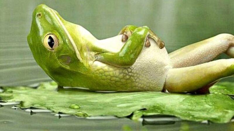 Ý nghĩa mơ thấy con ếch như thế nào