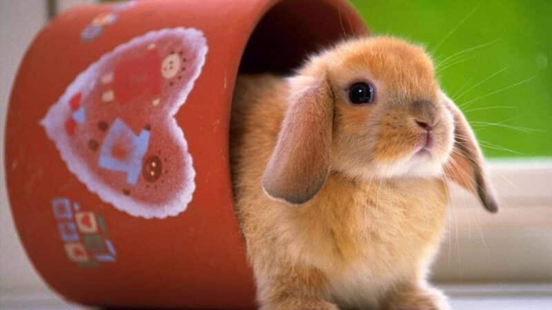 Giải mã giấc mơ thấy thỏ có gì nghĩa gì?