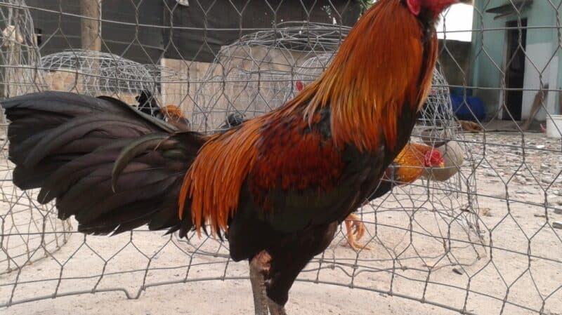 Cách thức để chọn gà chọi qua dáng đi đứng