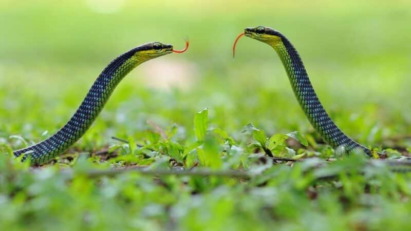 Cá độ số gì may mắn khi chiem bao thấy rắn xanh?