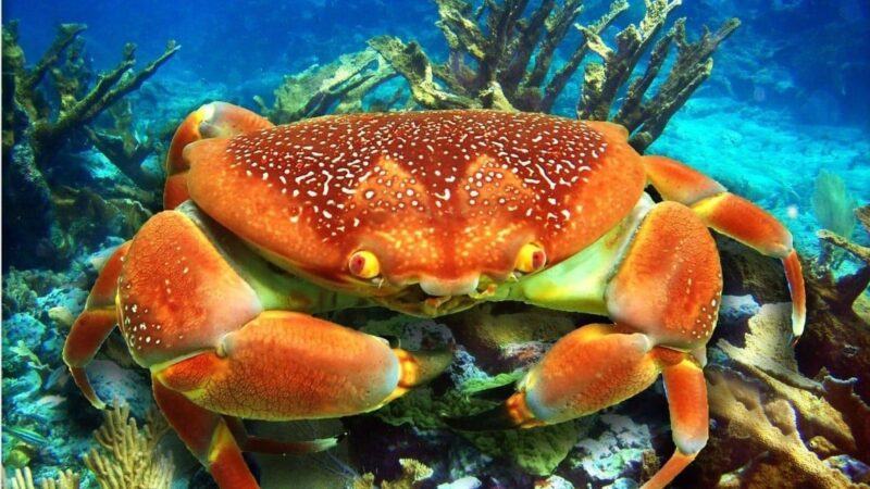 Thông tin những con số may mắn đánh lô đề khi mơ con cua