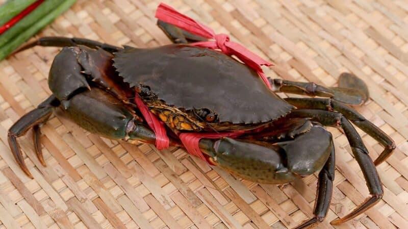 Ý nghĩa giấc mơ cua bò vào nhà của mình