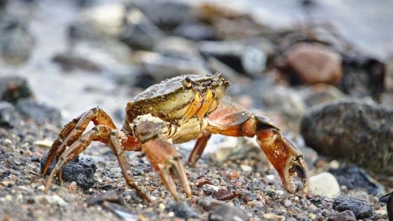 Ý nghĩa khi bạn mơ thấy cua bò chân mình