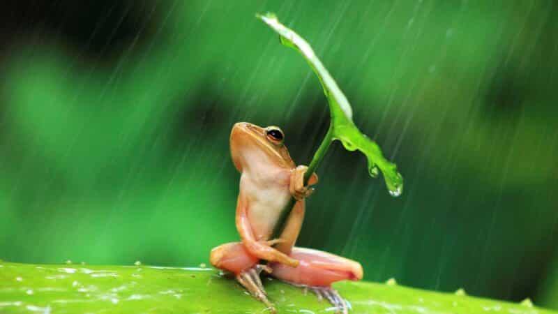 Cẩn thận với giấc mơ ếch nhảy vào người