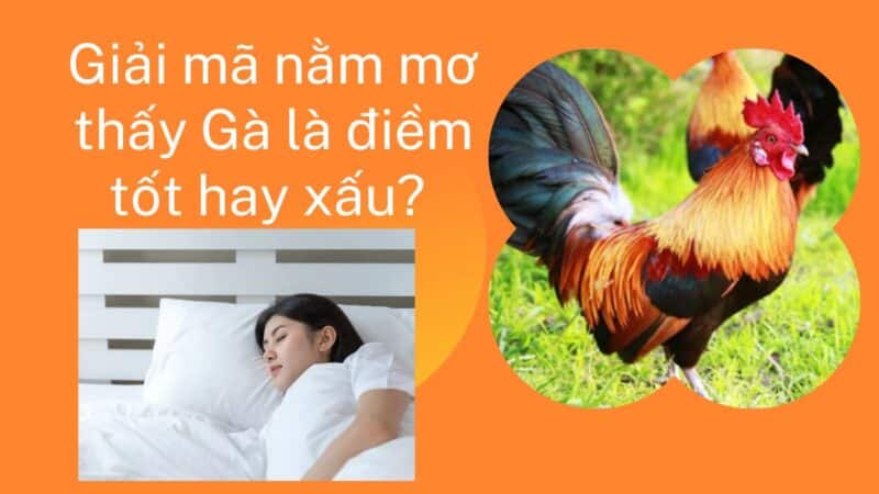 Mơ thấy gà điềm báo tốt hay xấu