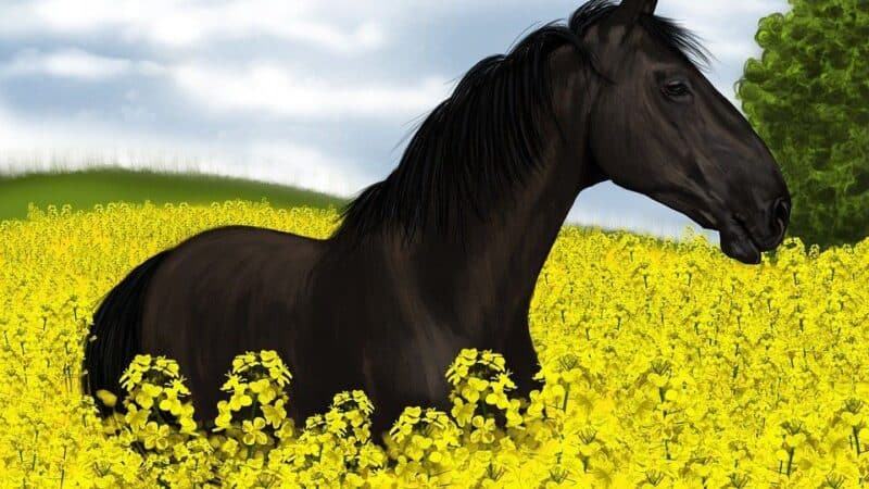 Mơ thấy ngựa đen mang điềm báo gì?