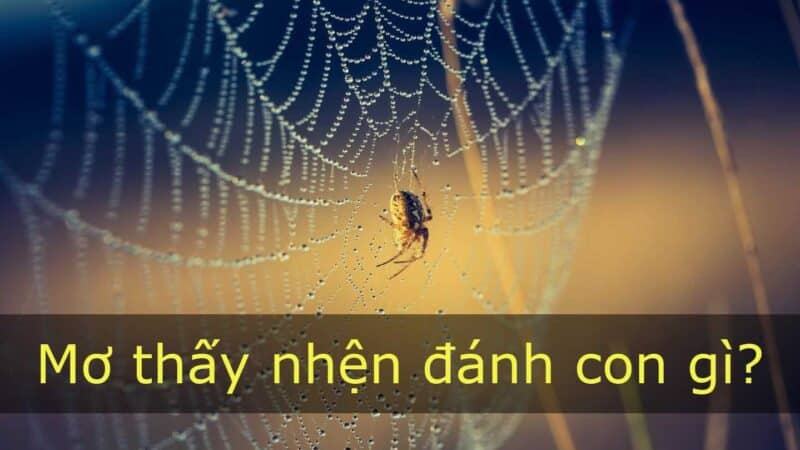 Mơ thấy nhện đánh con số gì