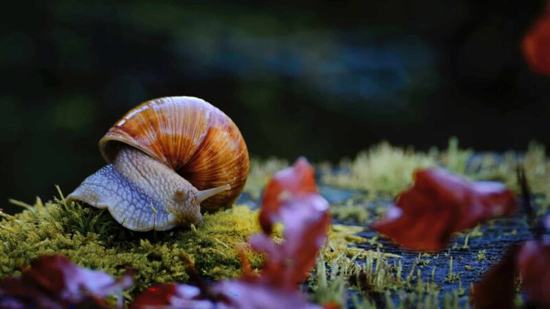 Giấc mộng thấy ốc khổng lồ