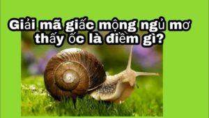 Giải mã điềm báo mơ thấy ốc