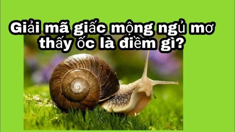 Giải mã điềm báo mơ thấy ốc