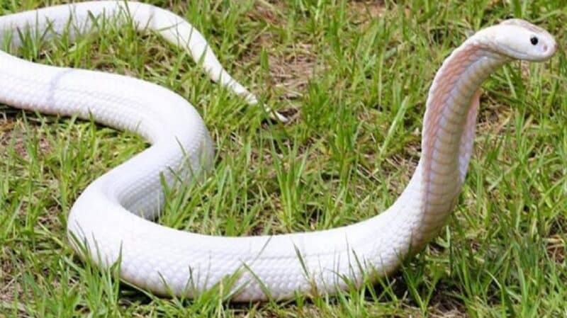 Mê ngủ thấy hai con rắn đang đuổi theo mình