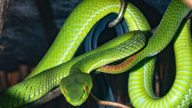 Mơ thấy con rắn xanh cắn mình có phải là điềm xấu?