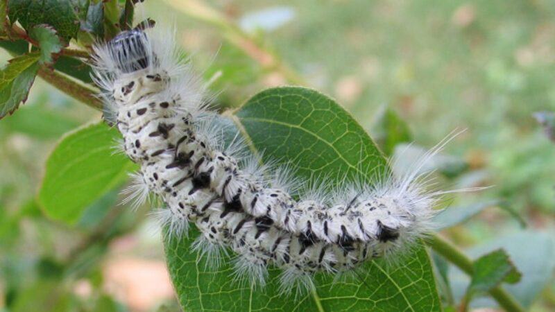 Mơ thấy lá con sâu ăn lá