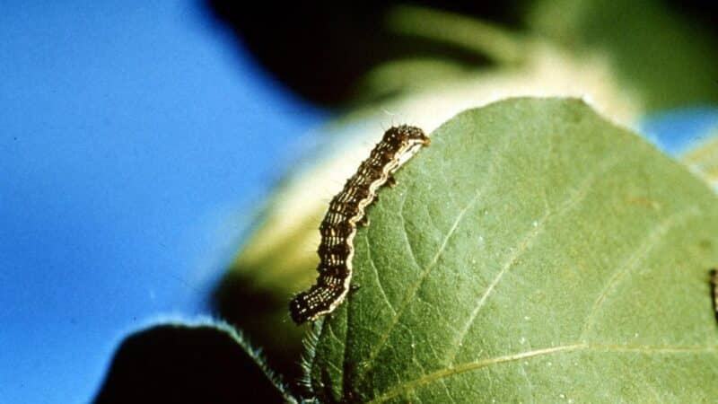 Chiêm bao thấy sâu róm