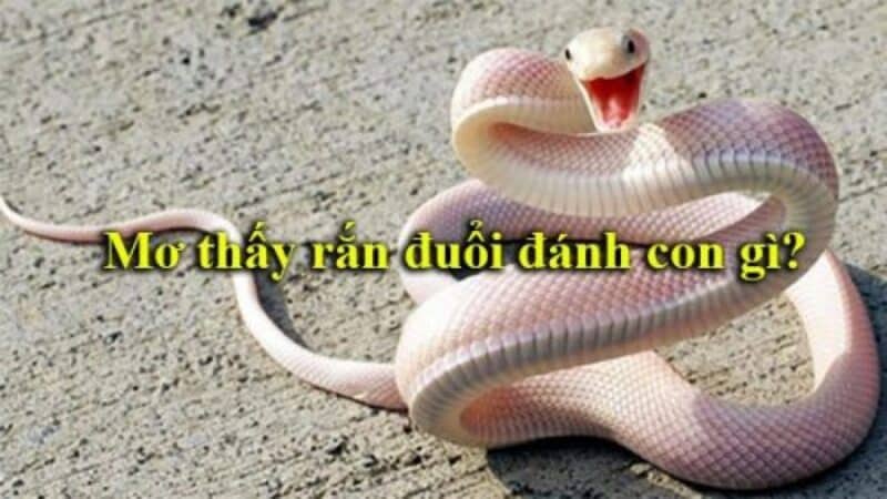 Luận giải điềm báo khi ngủ mơ thấy rắn đuổi