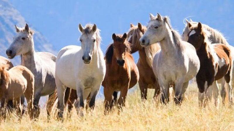 Ý nghĩa giấc mơ thấy ngựa