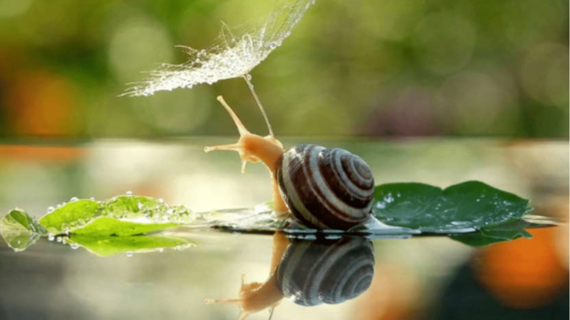 Nằm mơ thấy ốc đánh con đề số mấy thành công